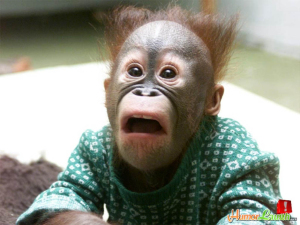 Orangutan Democrat Viewing 2014 Midterm Election Results